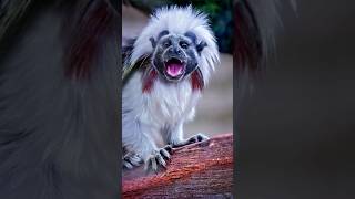 Cotton Top Tamarin: The Critically Endangered and Social Primate of Colombia