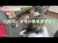 【秋田犬】美味しいプレゼントに大興奮！最高のクリスマス2020！【大型犬】【akita dog】