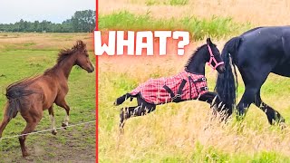 What!? A red horse. Rising Star⭐ finds that very scary! | Friesian Horses