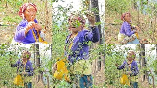 जङ्गलको बीचमा एकान्त  घरमा बस्नुहुने राईनी आमा सङ्गको छोटो कुराकानी|डल्ले खोर्सानी ४०० रुपे किलो|