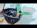 phalaenopsis orchids kikies potting how to grow orchid seedlings orchid care in malayalam