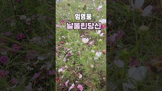 #종로 열린송현에 코스모스 많아요 안국역1번출구