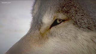 Wisconsin DNR ends wolf hunting season early