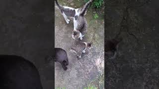 Time to eat #cats #shortvideo #like  #kitty #subscribe