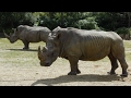 France: Poachers kill white rhino, hack off its horn after breaking into French zoo