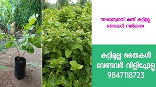 കുറ്റിമുല്ല ചെടികൾ ഇനി വിലക്കുറവിൽ/Bush Jasmine plants available