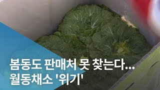 봄동도 판매처 못 찾는다...월동채소 '위기'