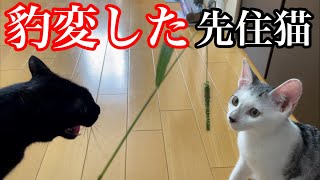 保護子猫を散歩させたら先住猫の態度が豹変した…