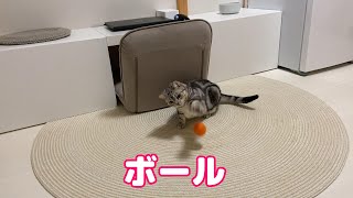 ボールと猫【アメショ】