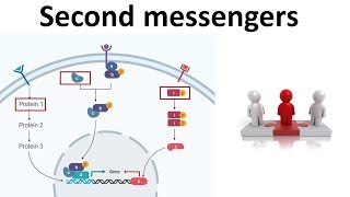 Second messengers: cAMP, cGMP, IP3 \u0026 DAG ,Calcium