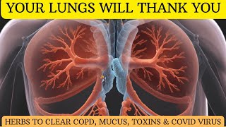 7 Herbs for Lung Health| Cleanse Your Lung Naturally from Toxins and Smoke| Clear COVID Side Effects
