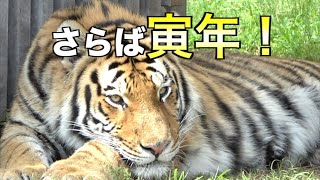 【天王寺動物園】さらば寅年！アムールトラの風の映像でお別れ！