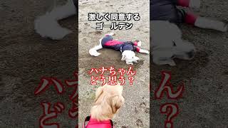 服を汚す事に命をかける犬#goldenretriever #shorts