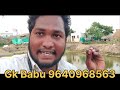 how much number required in fish pond gk babu btech fish farmer fish farming tips in telugu