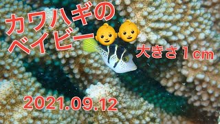 【チービシダイビング】台風直前！！でもウミガメも？アルファダイブ