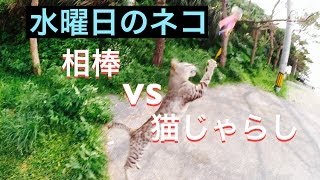 【水曜日のネコ】猫じゃらし VS 相棒