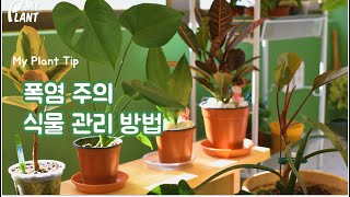 마이플랜트 팁 ㅣ 뜨거운 여름, 식물도 시원하게! 식물 관리 팁 Excellent plant care tips during the hot summer