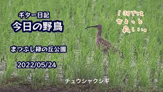 ギター日記　今日の野鳥　・　まつぶし緑の丘公園　2022年5月24日