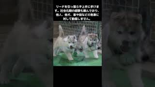 シベリアンハスキーの子犬のご家族様を募集します！扱いやすく育てました。