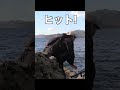 巨大魚狙いで磯にサバを丸ごと沈めると…