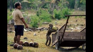 TERRIBLE!!! Thailand Monkey Slavery to take Coconut