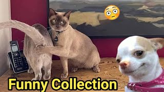 Funny Cats and Dogs 2024 | Try not to laugh funniest cats and dogs 2024 | Funny