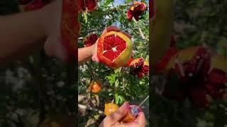 😍 Как лучше всего нарезать гранат | What is the best way to cut a pomegranate