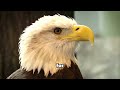 the majestic bald eagle america s iconic bird