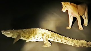 Crocodile Tries to Steal Lion's Kill. Hyenas and a Leopard Watch