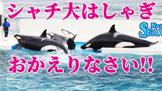 お茶目なトレーナーさんが帰って来てシャチ大はしゃぎ!! 鴨川シーワールド KamogawaSeaWorld Orcas