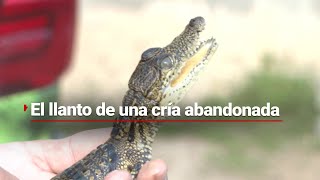 Así suena el llamado de auxilio de un bebé cocodrilo que fue abandonado en un parque