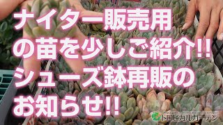 【多肉植物】ナイター販売用の苗を少しご紹介!!シューズ鉢再販のお知らせ!!【succulent】トロピカルガーデン