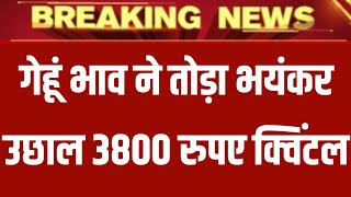 गेहूँ का भाव 30 December 2024 | गेहूँ के भाव में तूफानी तेजी देखें भाव,Gehu ka Bhav,Wheat rate today