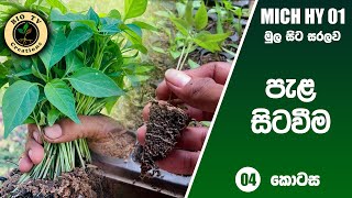 MICH HY 01 මිරිස් පැල සිටුවීම|miris pala situwima|niwaradiwa miris pala sitawamu| episode 4 sinhala