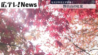 【呉市】野呂山の紅葉が見ごろ