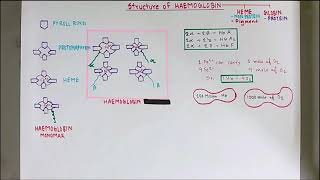 HAEMOGLOBIN || মাত্র ৫ মিনিট