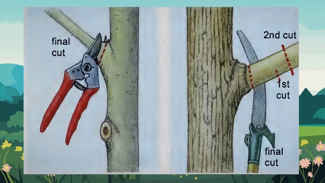 Tree Pruning Tips Dos Don Ts For Trimming Branches Year Round