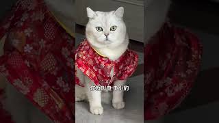 以后你就是申小豹银渐层 猪咪 申小豹