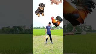 11 October 2024 Flying crying babies Catching vs hen,parrot \u0026 puppy vs yellow lizard -Funny 🪄😲😃