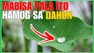 MORNING DEW O HAMOG SA UMAGA MARAMI PALANG MGA BENEPISYONG DALA | BHES TV