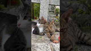 【伏見稲荷】母猫オハチに甘える子猫達　kittens spoiled by mother cat