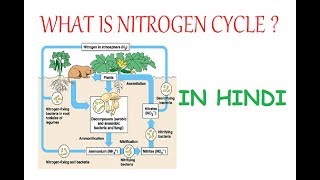 Basics of Nitrogen Cycle Explained (In Hindi)