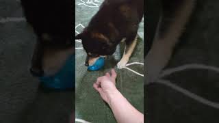 まんまるおめめが可愛い愛犬【黒豆柴】