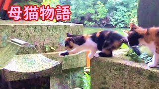 【母猫物語13】勇気を出して初めの一歩 A Story of Mother Cat 13: Kuroko's first step