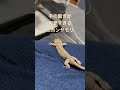 手の動きが可愛すぎるニホンヤモリ shorts reptiles