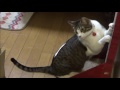 【猫の動画日記】猫ｽﾞも狂う季節 2016.04.28 cats diary