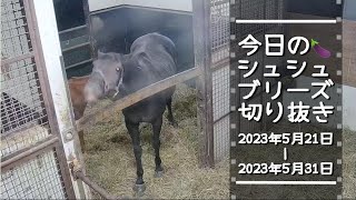 「今日のシュシュブリーズ」切り抜き 2023年5月21日~2023年5月31日