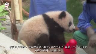 香港で初めて誕生した双子パンダが一般公開