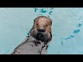 Virtual Small-Fry School: Otter pups!