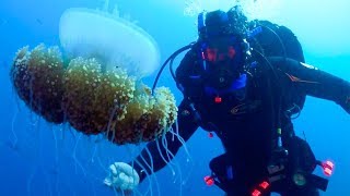 Underwater View of Fish Cleaning Station | BBC Earth Explore